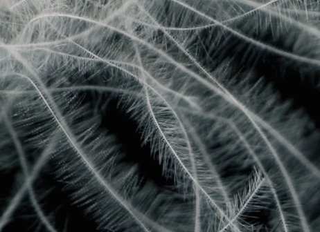 Sleep & Dream donsdekbed Superior Sleep & Dream donsdekbed Superior