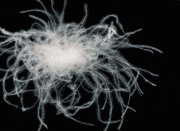 Sleep & Dream donsdekbed Superior Sleep & Dream donsdekbed Superior