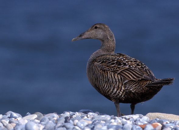 Sleep & Dream hoofdkussen Eiderdons Sleep & Dream hoofdkussen Eiderdons